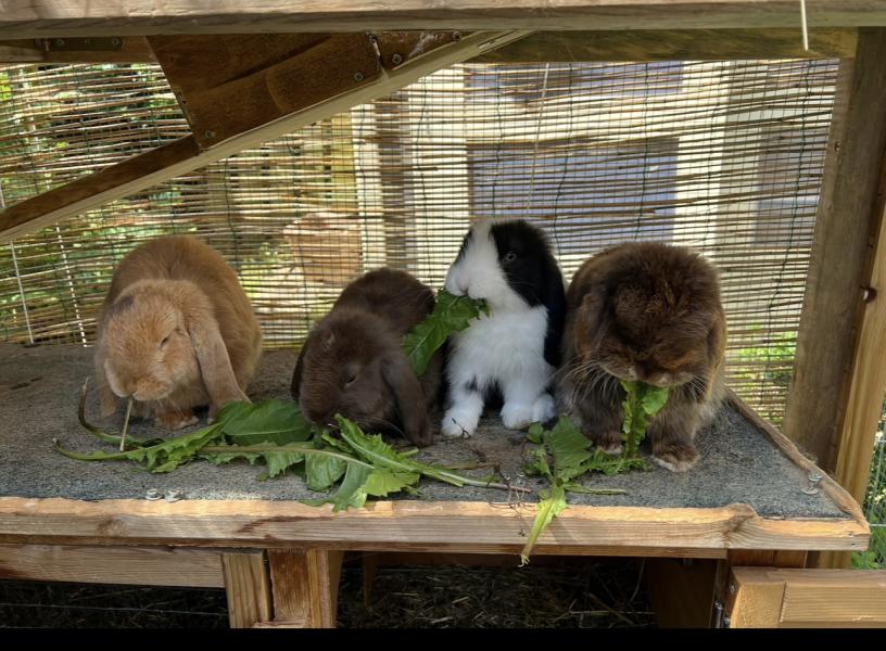 Minilop Kaninchen