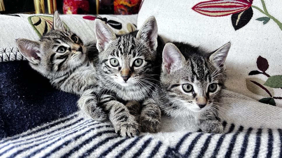 Verschenke süsse Kätzchen - regalo gattini