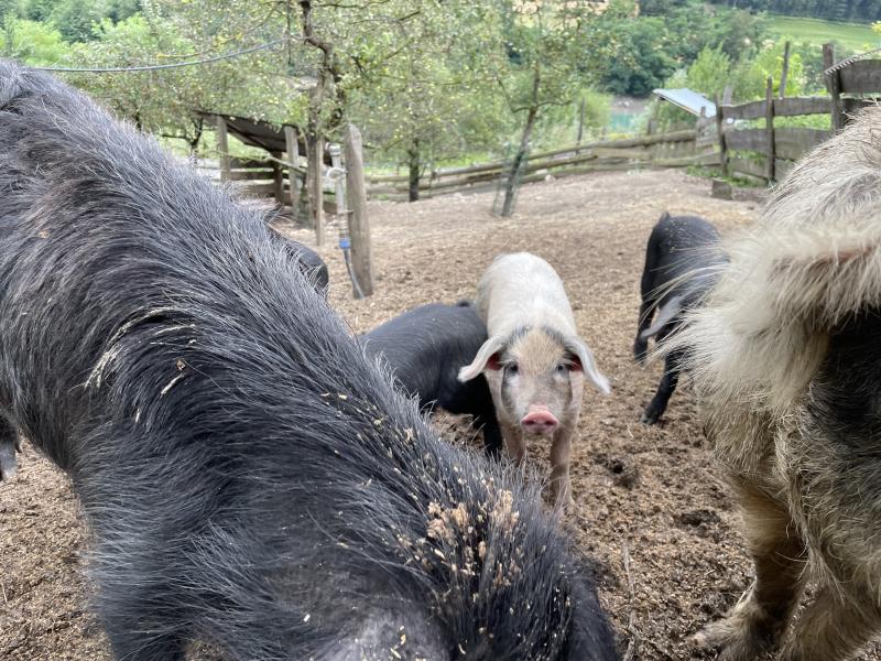 Verkaufe Alpenschwein