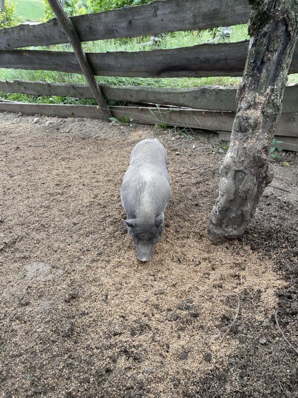 Verkaufe Zwerghängebauchschwein