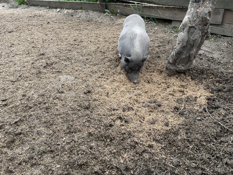 Verkaufe Zwerghängebauchschwein