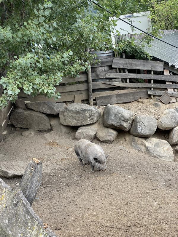 Verkaufe Zwerghängebauchschwein