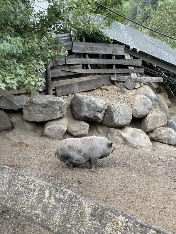 Verkaufe Zwerghängebauchschwein