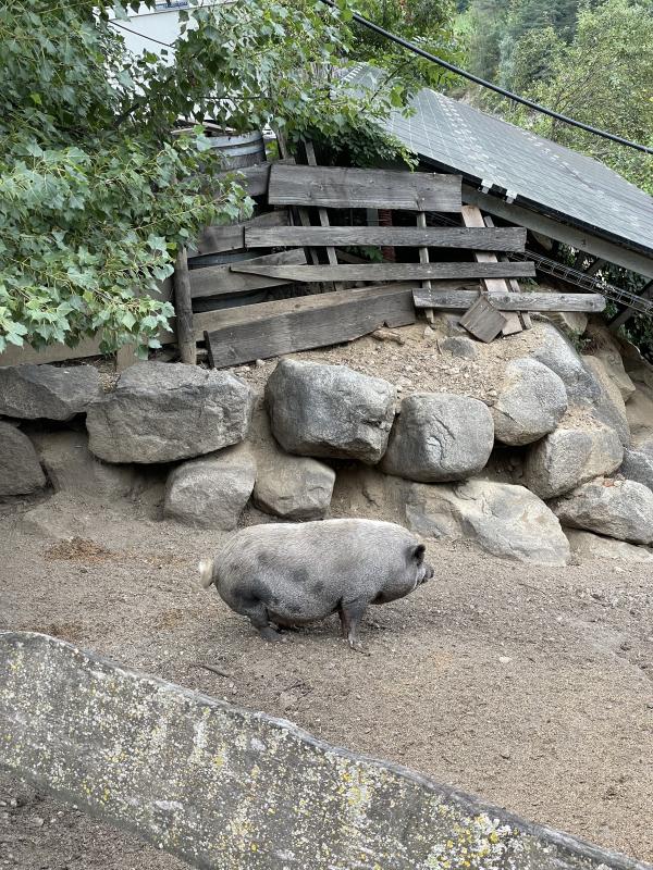 Verkaufe Zwerghängebauchschwein