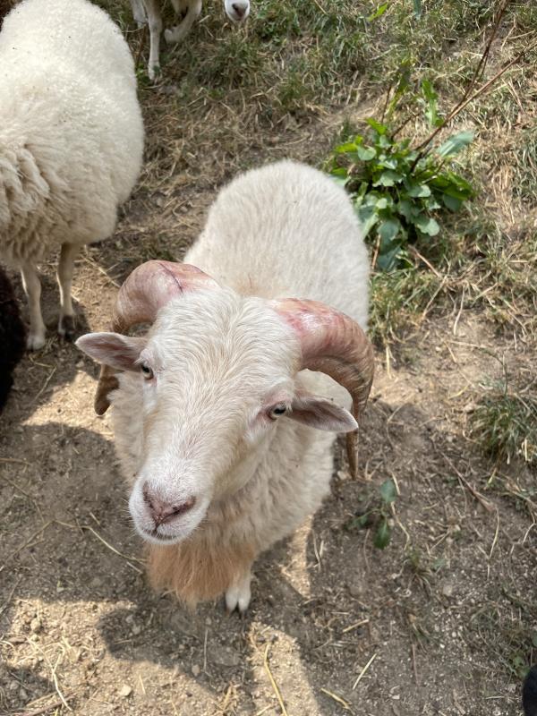 Verkaufe Ouessantbock