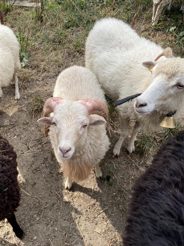 Verkaufe Ouessantbock