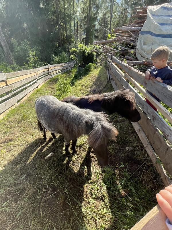 2 Kinderliebe Ponys zum Verkauf