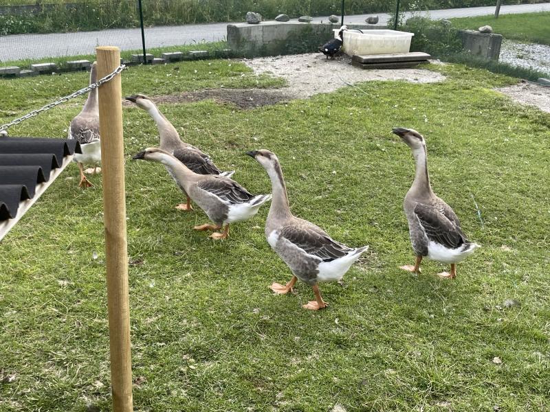 4 junge Gänse (Farbe wie Höckergänse) oder tausche