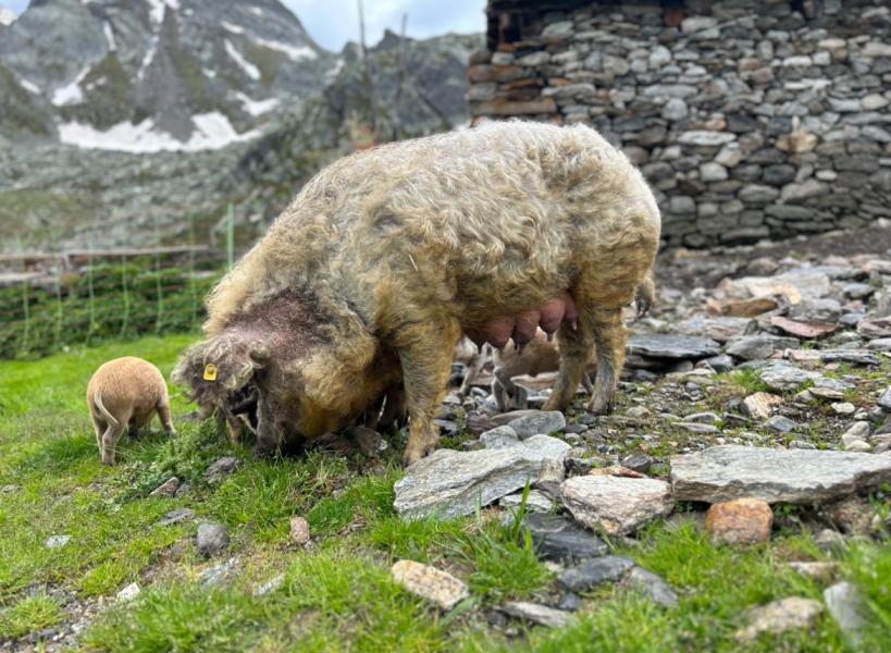 Mangalitza Sau