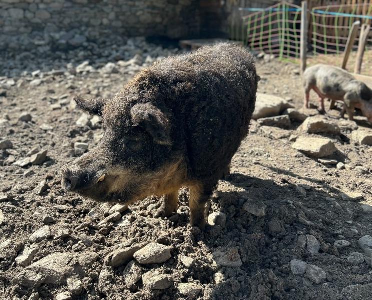 Mangalitza Eber