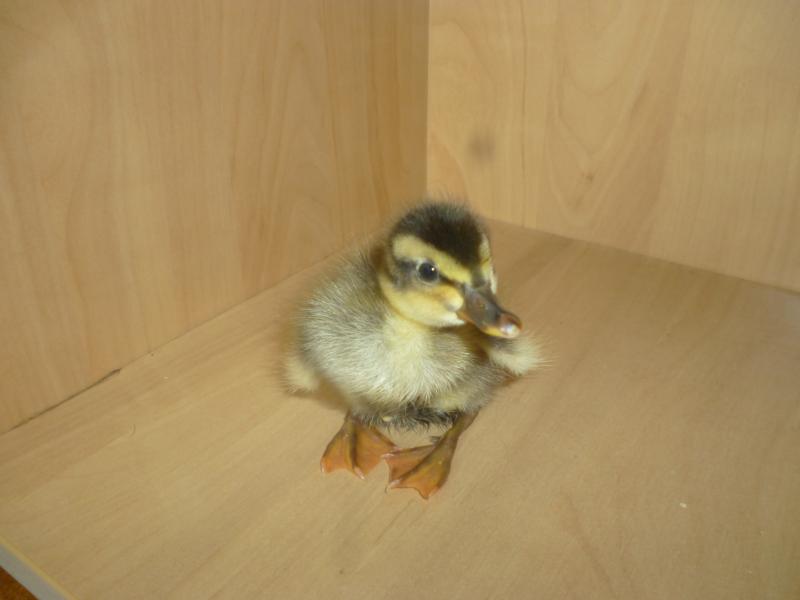 Laufente, mit 3 jungen Enten