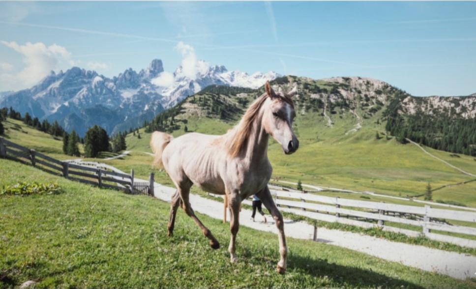 Tolles Araberhengstfohlen