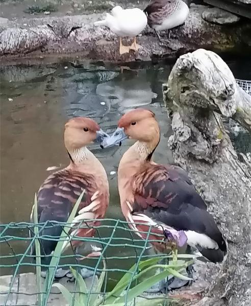 Gelbbrustpfeifer suechn a schiens Platzl