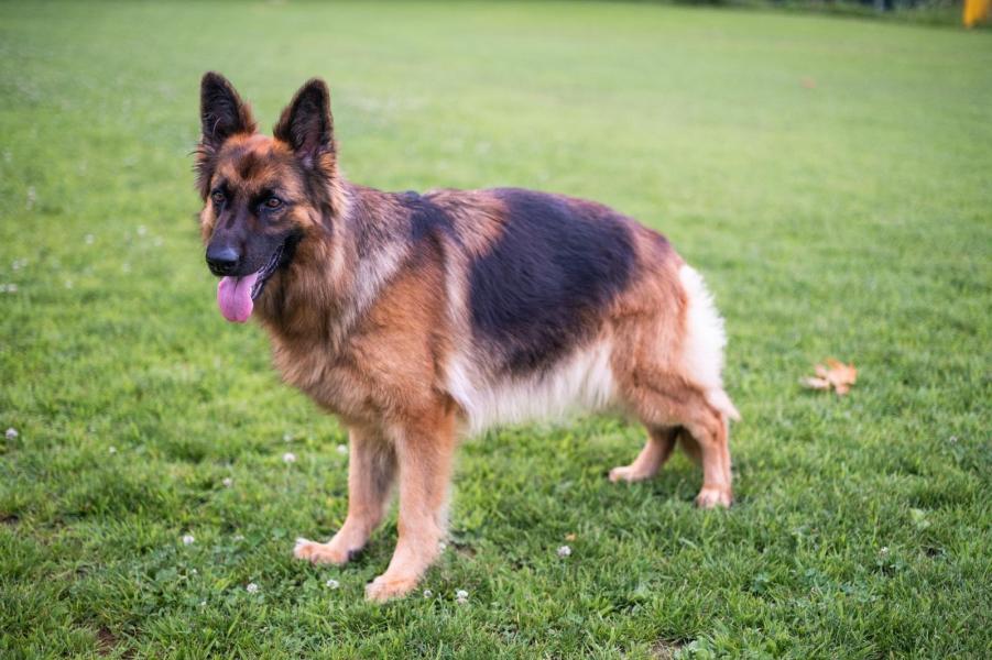 Reinrassige Langhaar Schäferhundwelpen