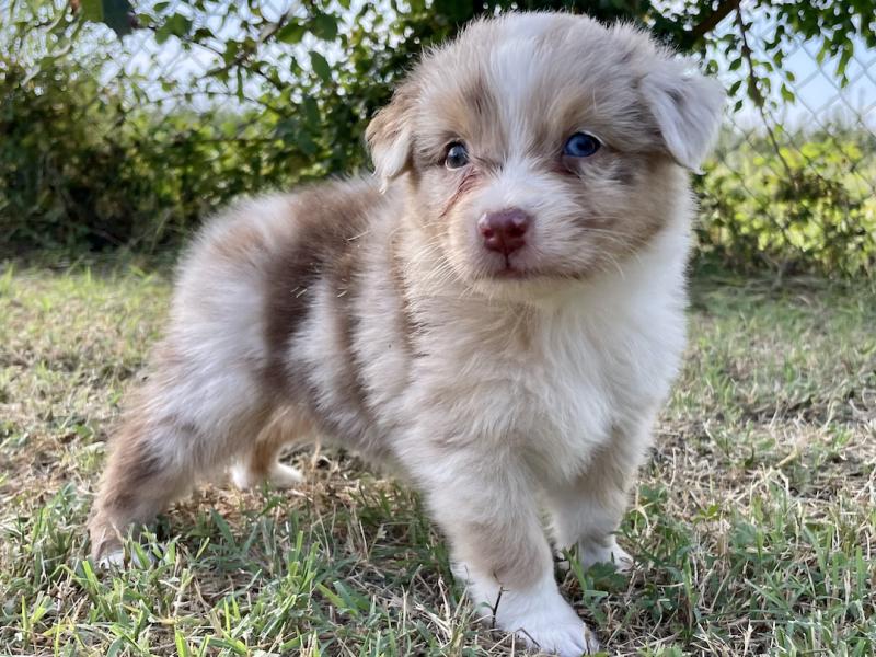 Australian Shepherd Welpen