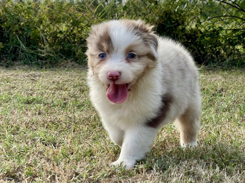 Australian Shepherd Welpen