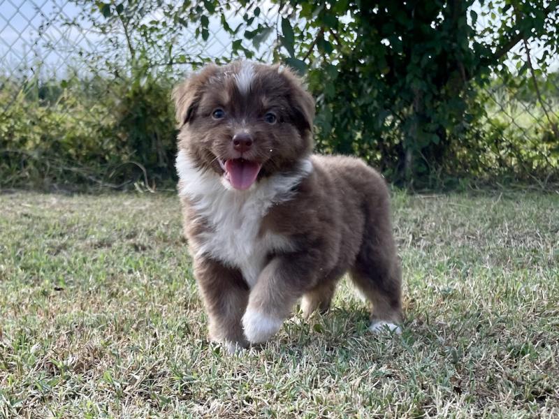 Australian Shepherd Welpen