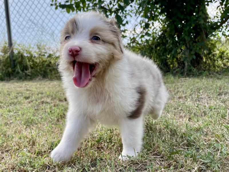 Australian Shepherd Welpen