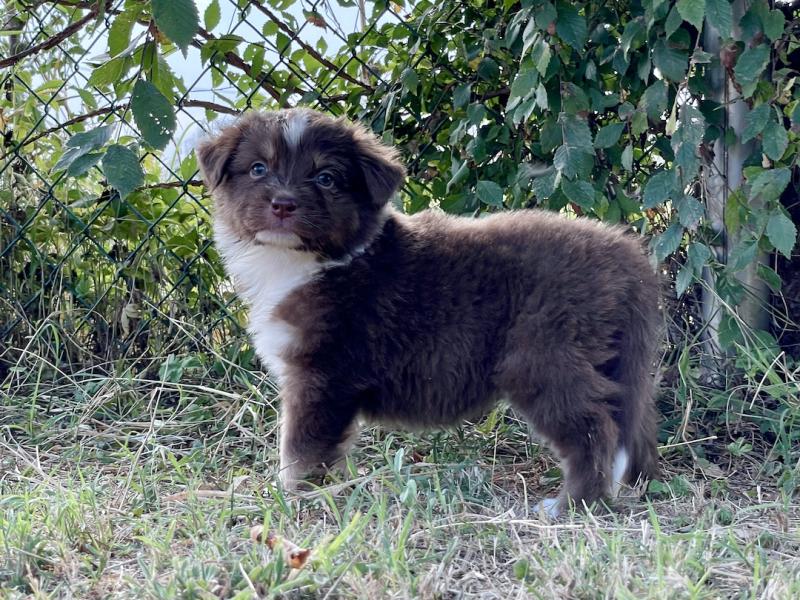 Australian Shepherd Welpen