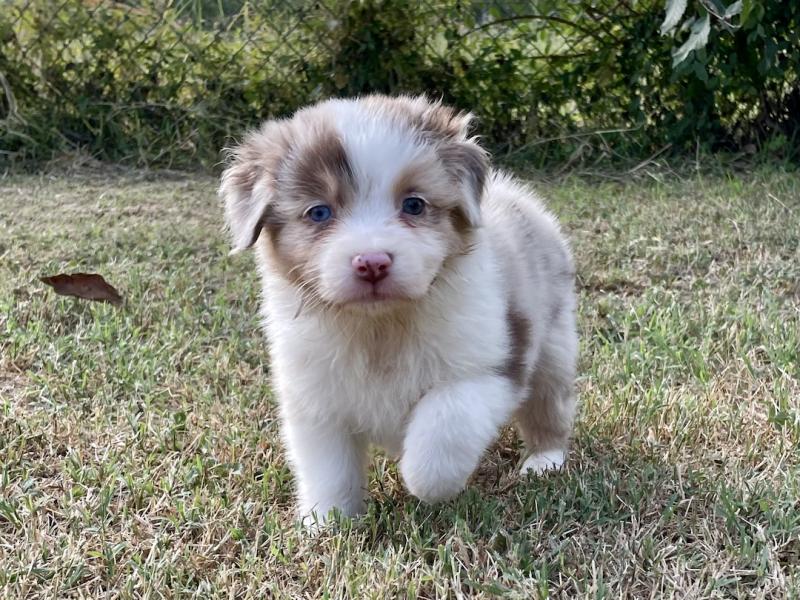 Australian Shepherd Welpen