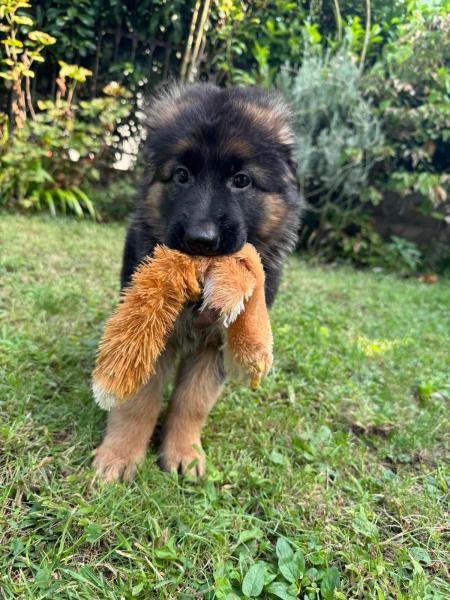 Reinrassige Langhaar Schäferhundwelpen