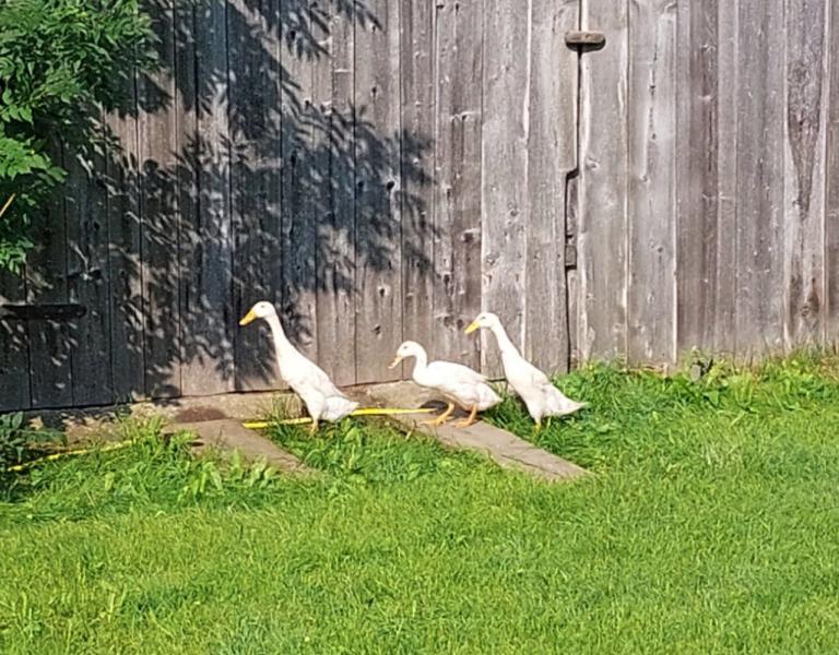 3 ausgewachsene Laufenten abzugeben