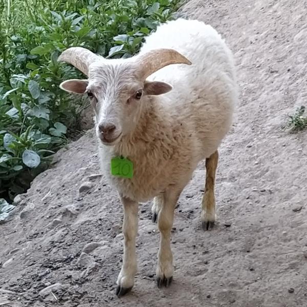 Reinrassige Ouessantschafe