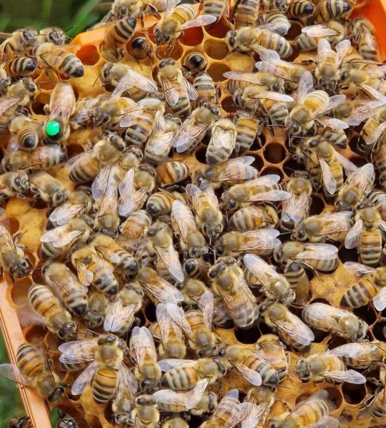 Verkaufe Bienenköniginnen